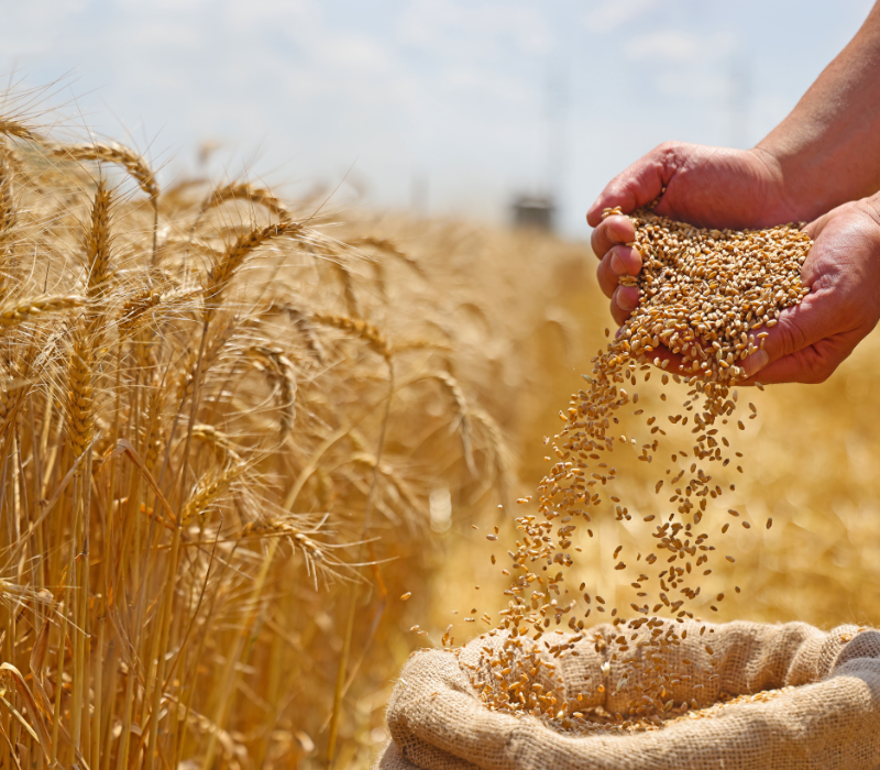 Seguridad alimentaria y cumplimiento